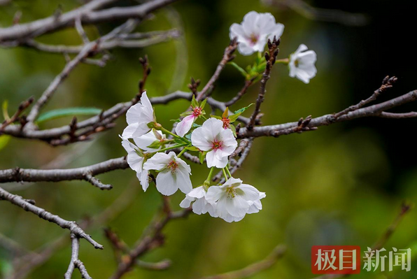 武大樱花反季开了？记者帮你去看了看