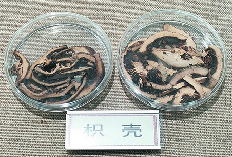 南橘北枳话中药